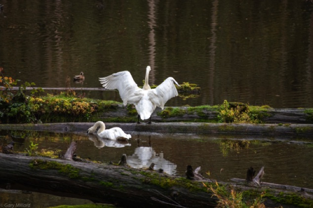 White Swans
Northwest Trek Wildlife Park
Eatonville, WA